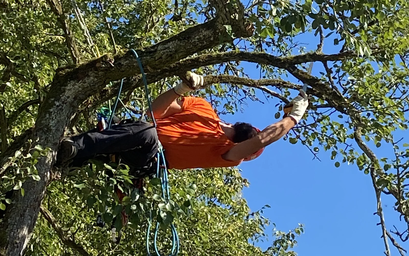Gesundheitsschnitt an einem Birnbaum
