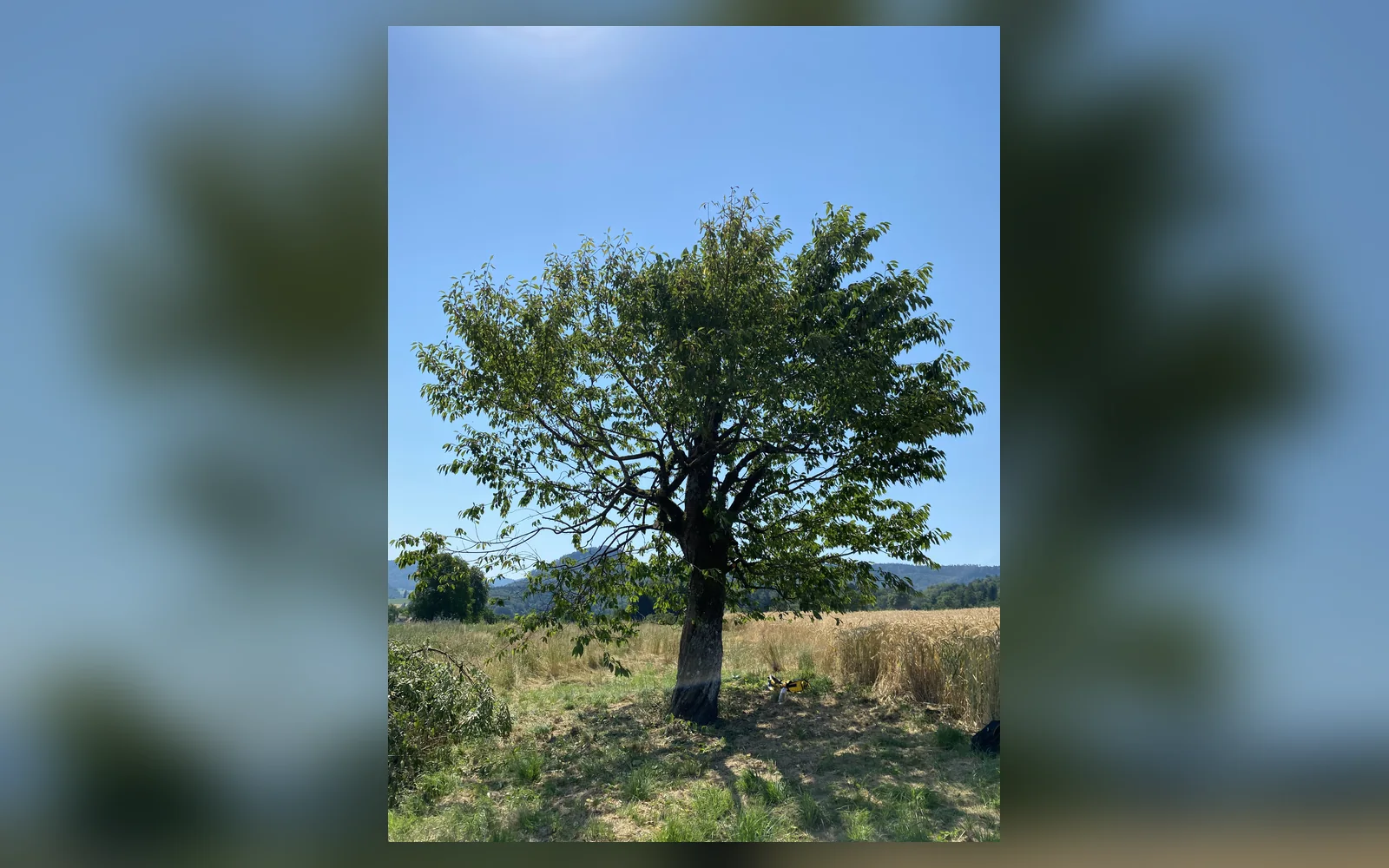 Gesundheitsschnitt an einem Kirschbaum